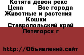 Котята девон рекс › Цена ­ 1 - Все города Животные и растения » Кошки   . Ставропольский край,Пятигорск г.